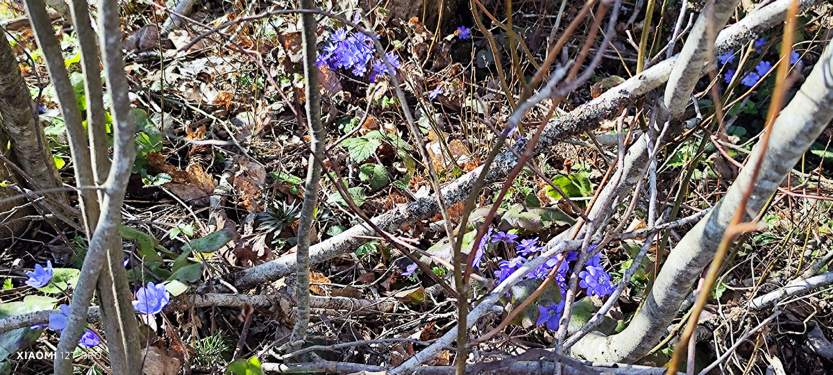 Печеночница. Фото автора.