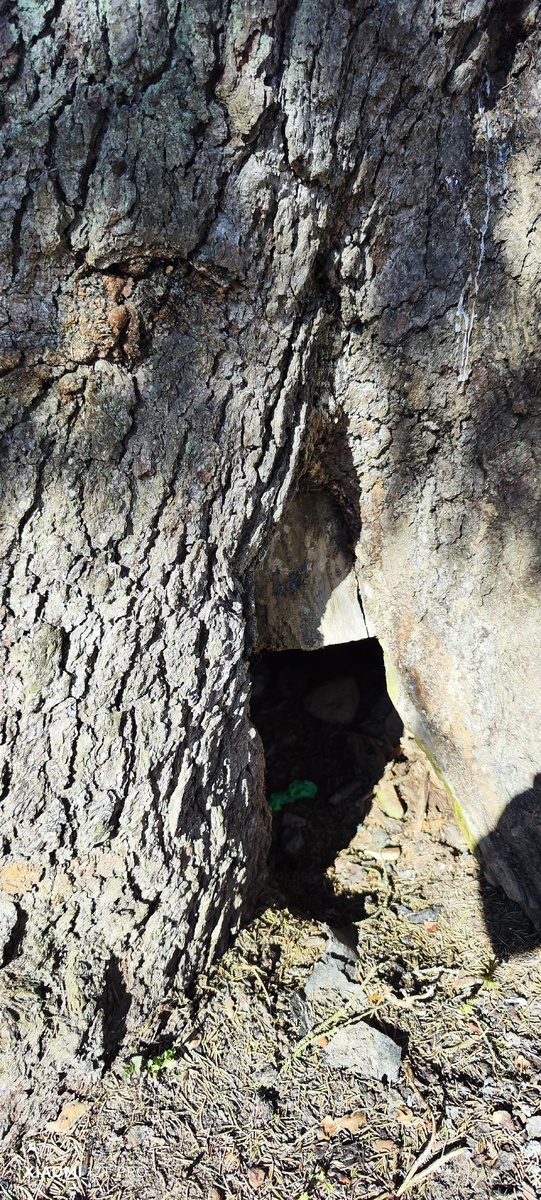 Дупло в стволе ели.