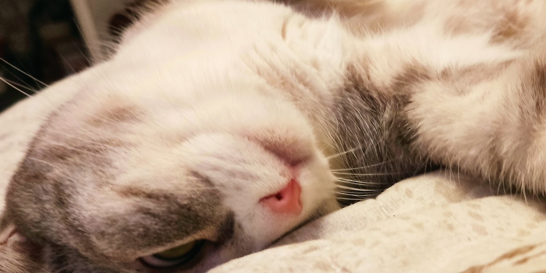 С работы пришли мы, а устала Тигруня