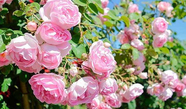    Роза Жасмина. Фото: Mari_Piman / Shutterstock / Fotodom