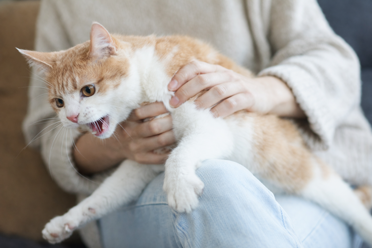 Почему кошка не любит сидеть на коленях