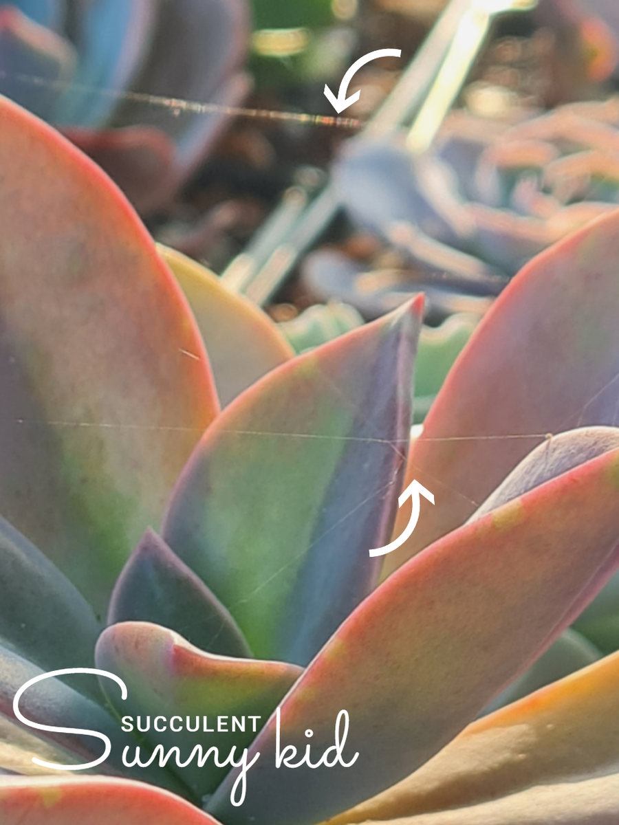 Эти паутинки были обнаружены летом, на уличном содержании