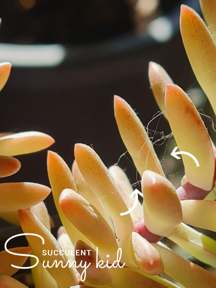 Эти весной (сейчас) под лампами