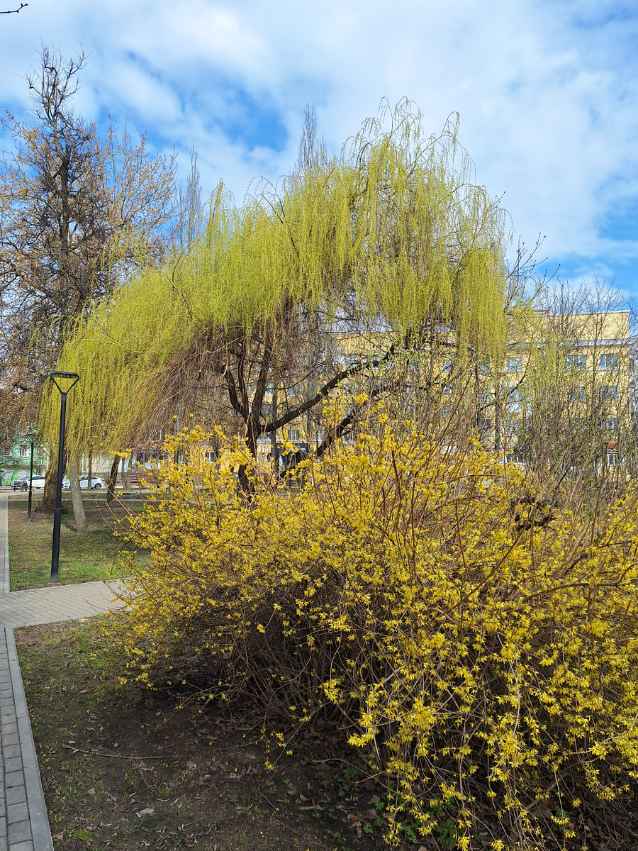 Форзиция в цвету