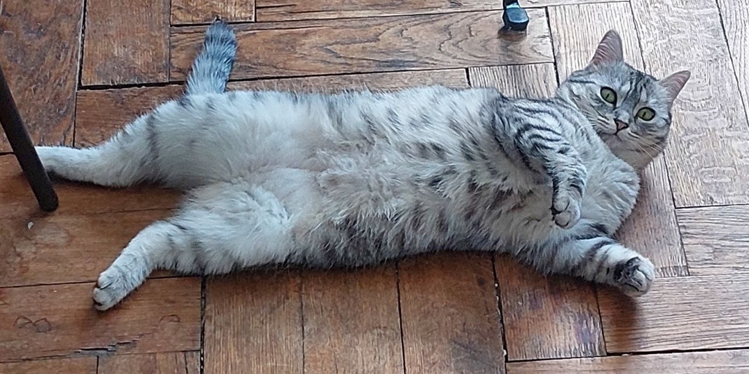 Кошка три месяца жила во временном доме. Ситуация была непростая. Мы не знали, что делать дальше. И тут хозяйка дома написала куратору