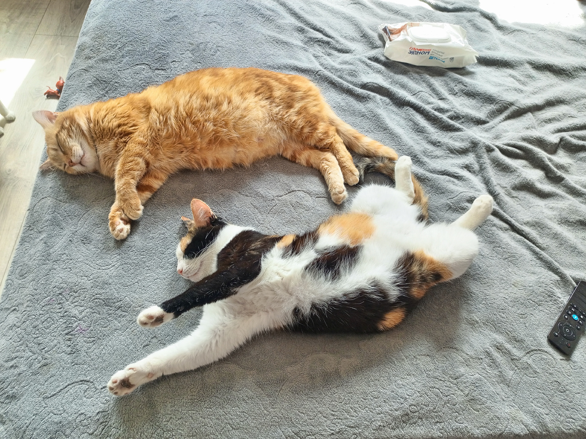 Даже котики ощущают неземное пасхальное счастье в эти дни 😁