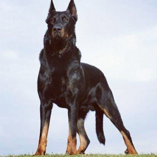 Босерон(Berger De Beauce Beauceron)