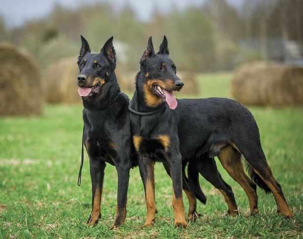 Фото из личного архива Юлии Егоровой , заводчика  босеронов.