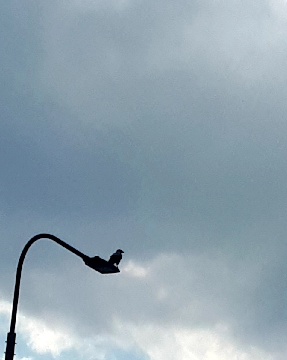 Фото автора 12.04.2026г.