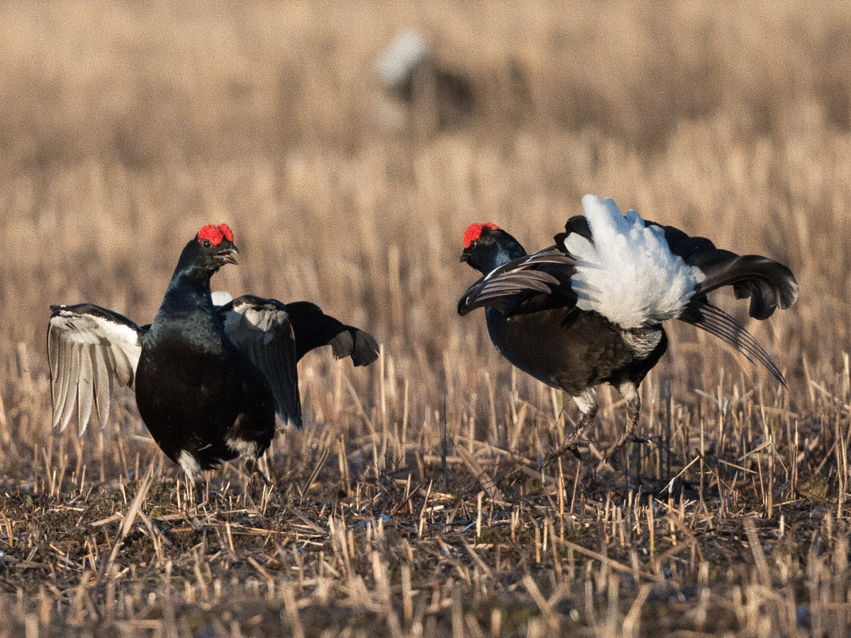 Фотография: Pierre-Marie Epiney, CC BY-SA 2.0