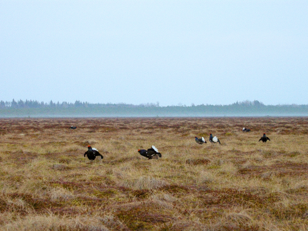 В 1989 году исследователь Рауно Алатало доказал, что уровень тестостерона у самцов-доминантов в пик токования подавляет чувство голода и базовый инстинкт самосохранения. Показатели подскакивают — в 15–20 раз! Фотография: Gagea, Public domain.
