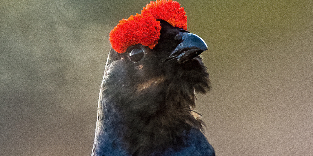 Открытое письмо охотникам: почему охоту на тетерева надо запретить