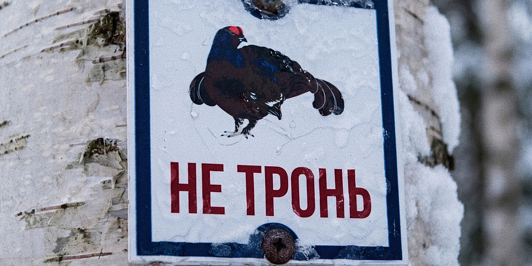 Открытое письмо охотникам: почему любую охоту на току надо запретить