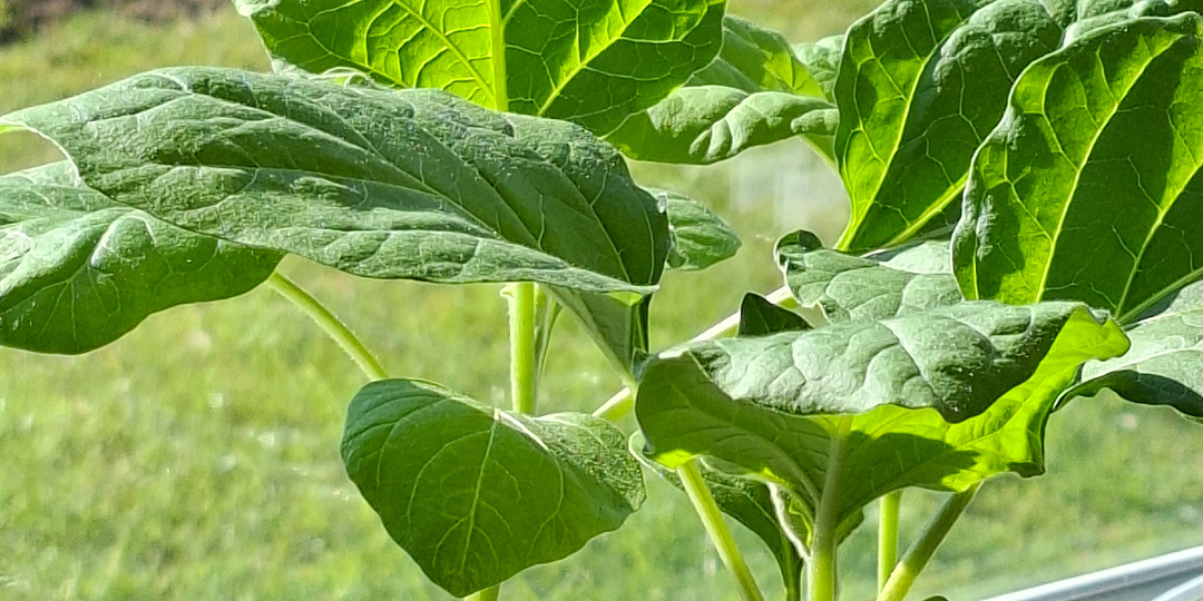 Баклажаны: путь от стаканчика до грядки (полная инструкция по «переезду»)