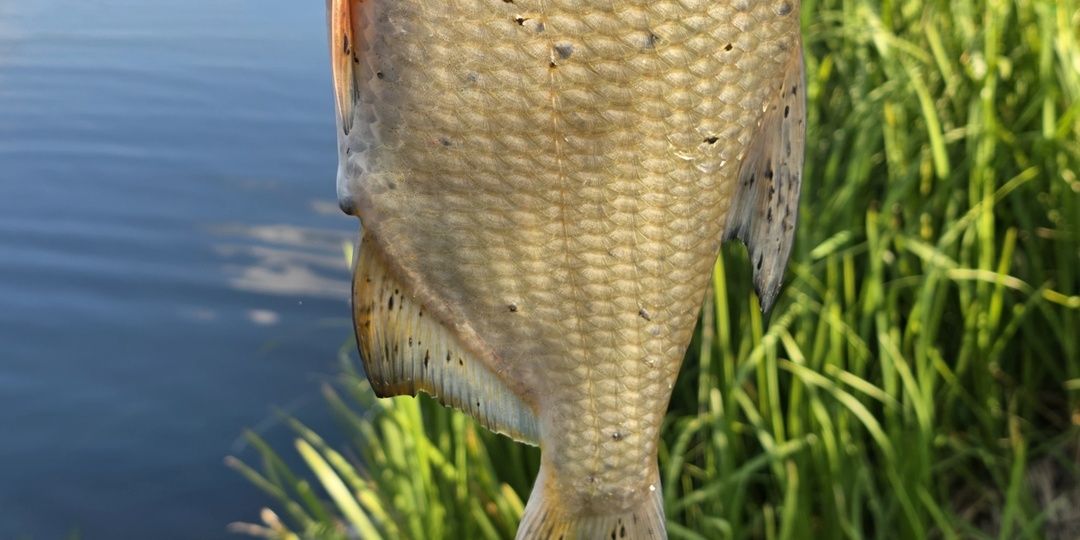 После нереста за густерой: когда начинать, где искать и на что ловить