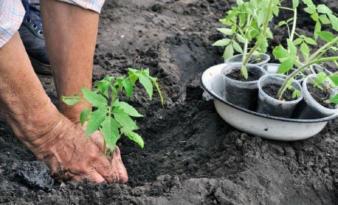 Готовлю за 2-3 часа грядки на огороде для томатов: 5 шагов для хорошей приживаемости, крепкого здоровья и большого урожая помидоров