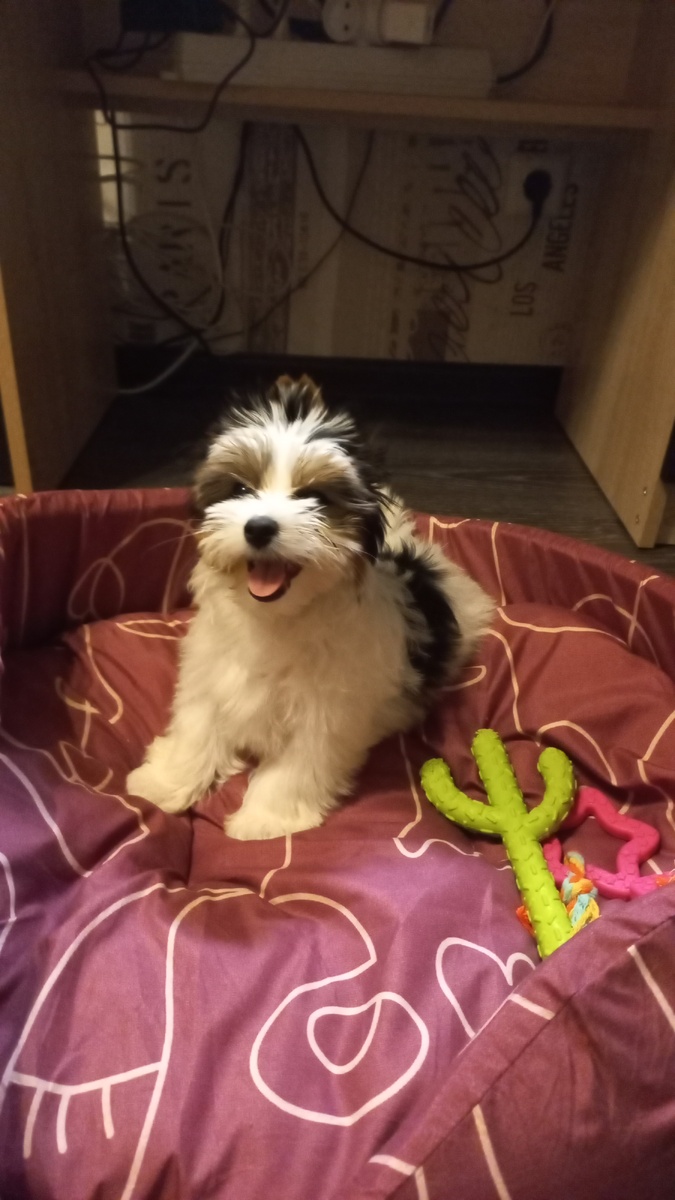 Ушки на макушке