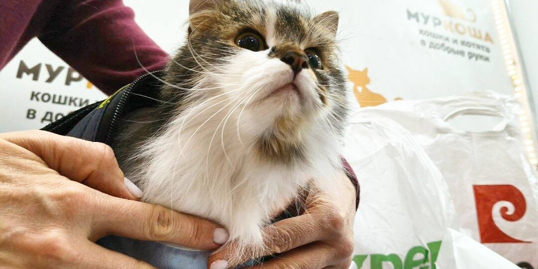 Котики, поймавшие удачу