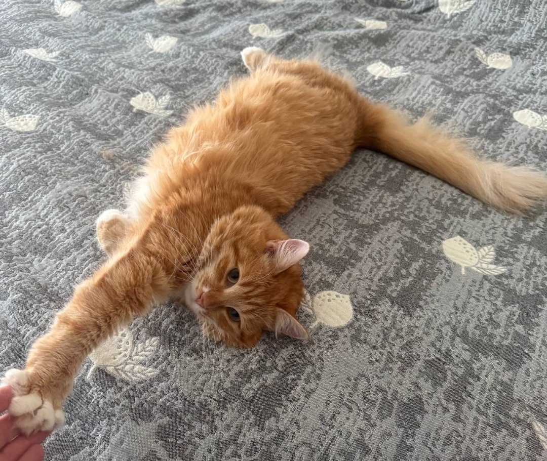 «Знакомство с новым домом». 