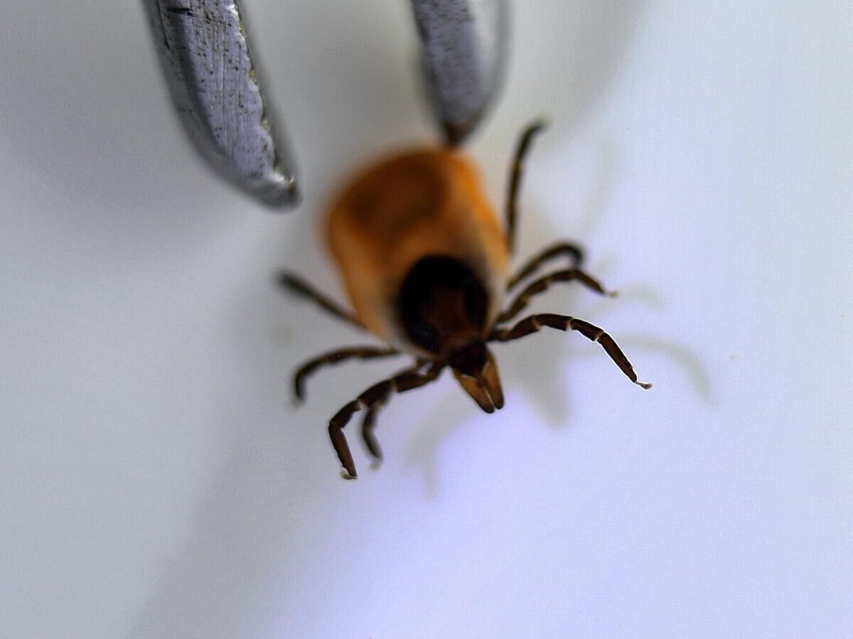    Исследование иксодовых клещей на наличие вирусного энцефалита и болезнь Лайма в лаборатории Роспотребнадзора | © РИА Новости / Павел Лисицын