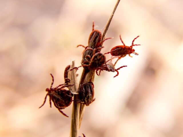    Фото: depositphotos/burdun