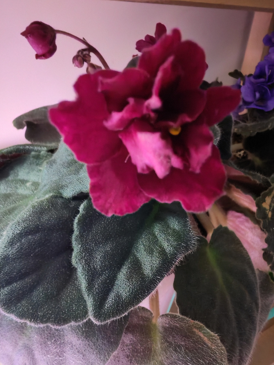 Вот эта любимица моего старшего сына