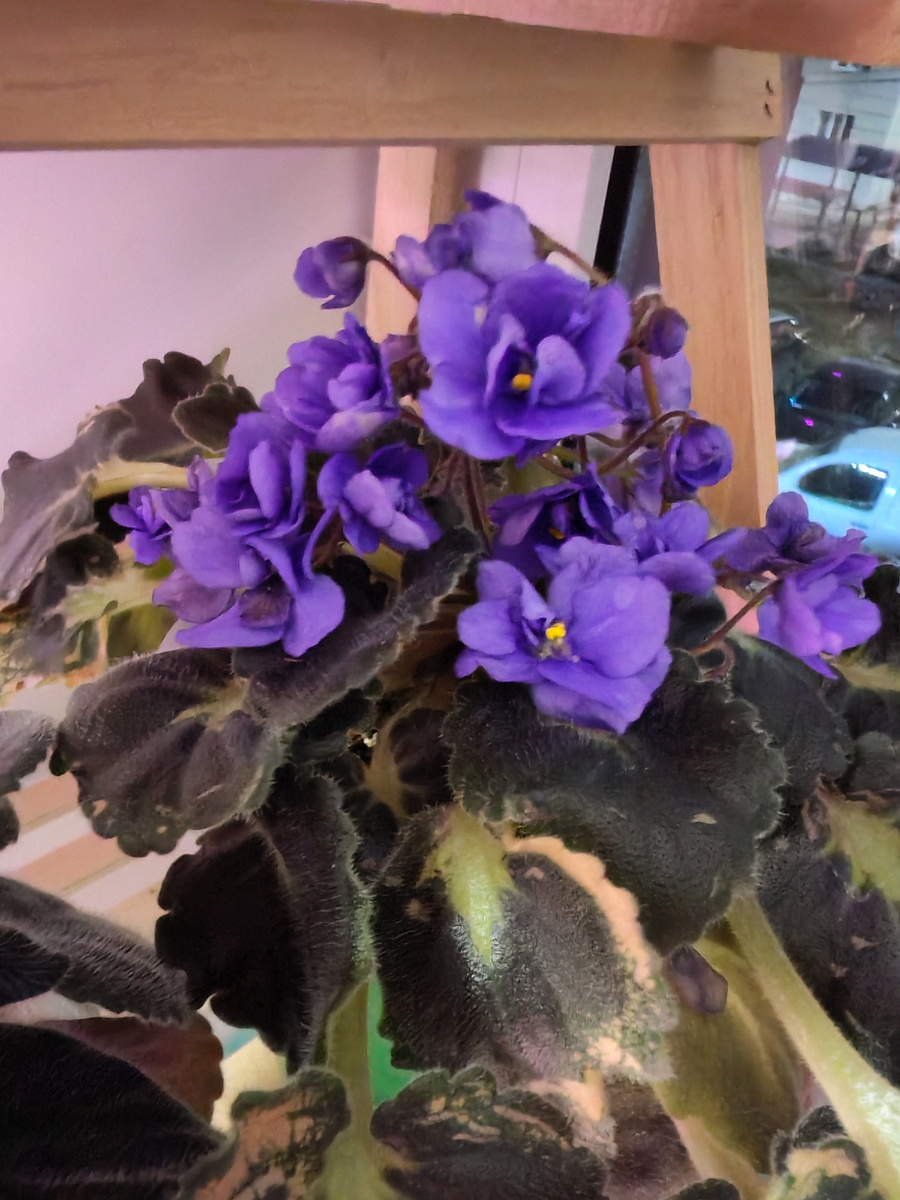 К сожалению сорт мне неизвестен