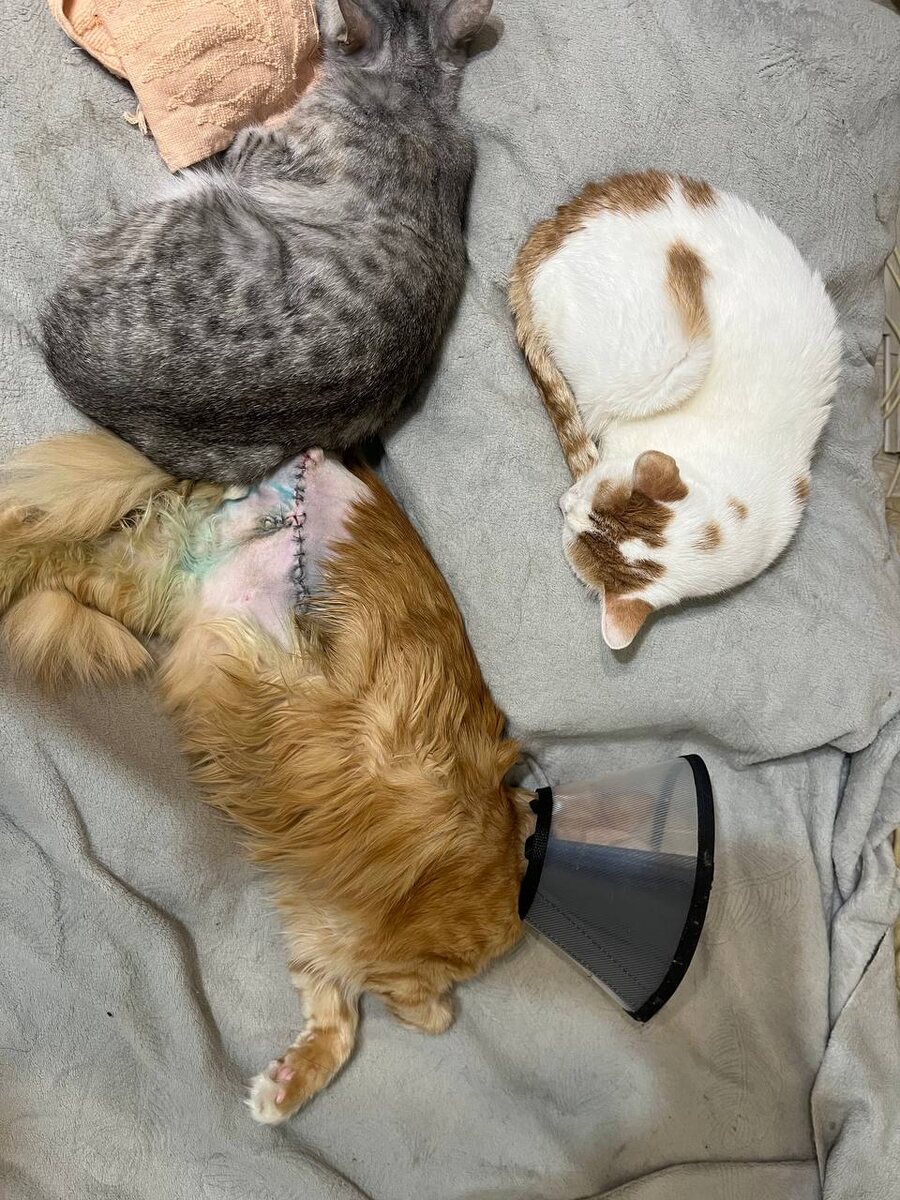 Симба после операции