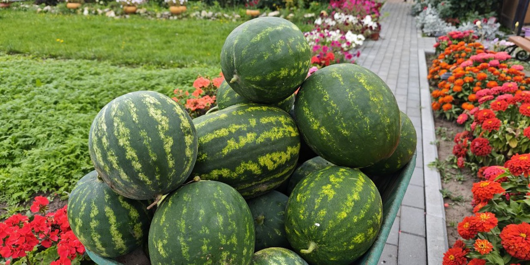 Пора сеять арбузы и дыни. Апрель 2026