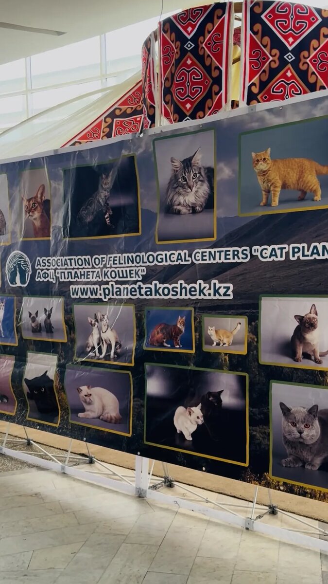 Шоу-выставка кошек «Мурлыкающие выходные» 