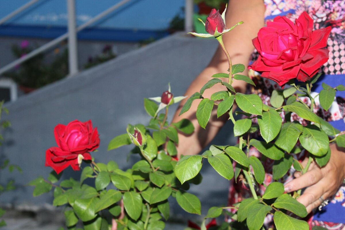 Фото автора, мои розы