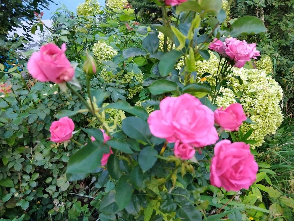 Фото автора, мои розы