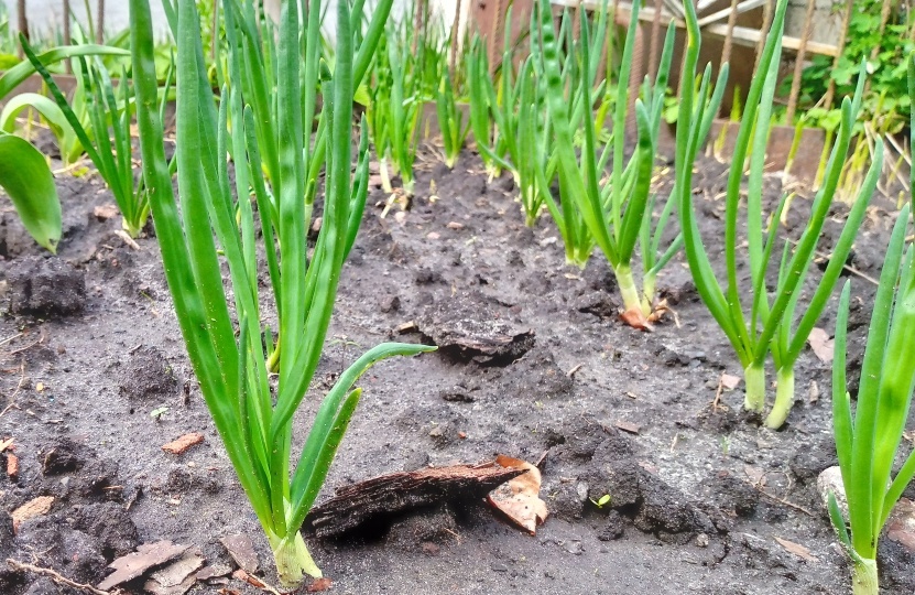 Почему мы не вовремя сажаем лук весной: 3 неявные ошибки - и стрелкуется, всходы чахлые, перо бледное и тонкое. И сроки посадки от агрономов