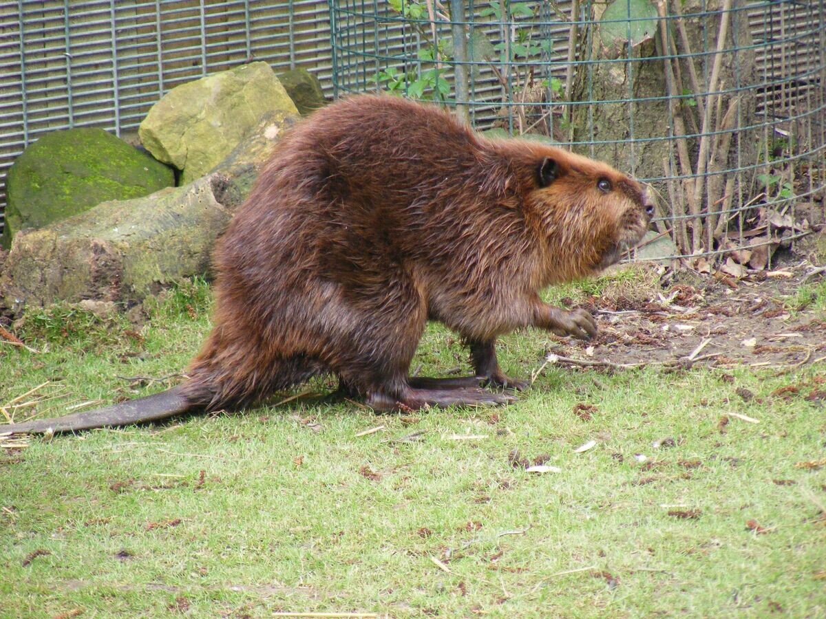    Бобр | CC BY-SA 2.0 / Marie Hale / American beaver