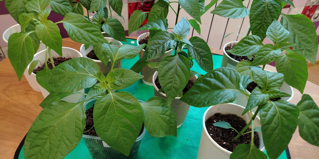 Рассада не любит крайностей. Спасаем хилую рассаду