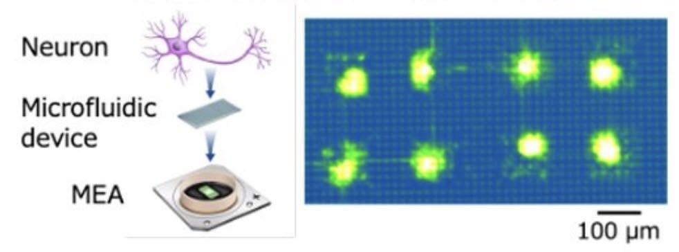 Нейроны в чипе: японцы обучили живые клетки мозга