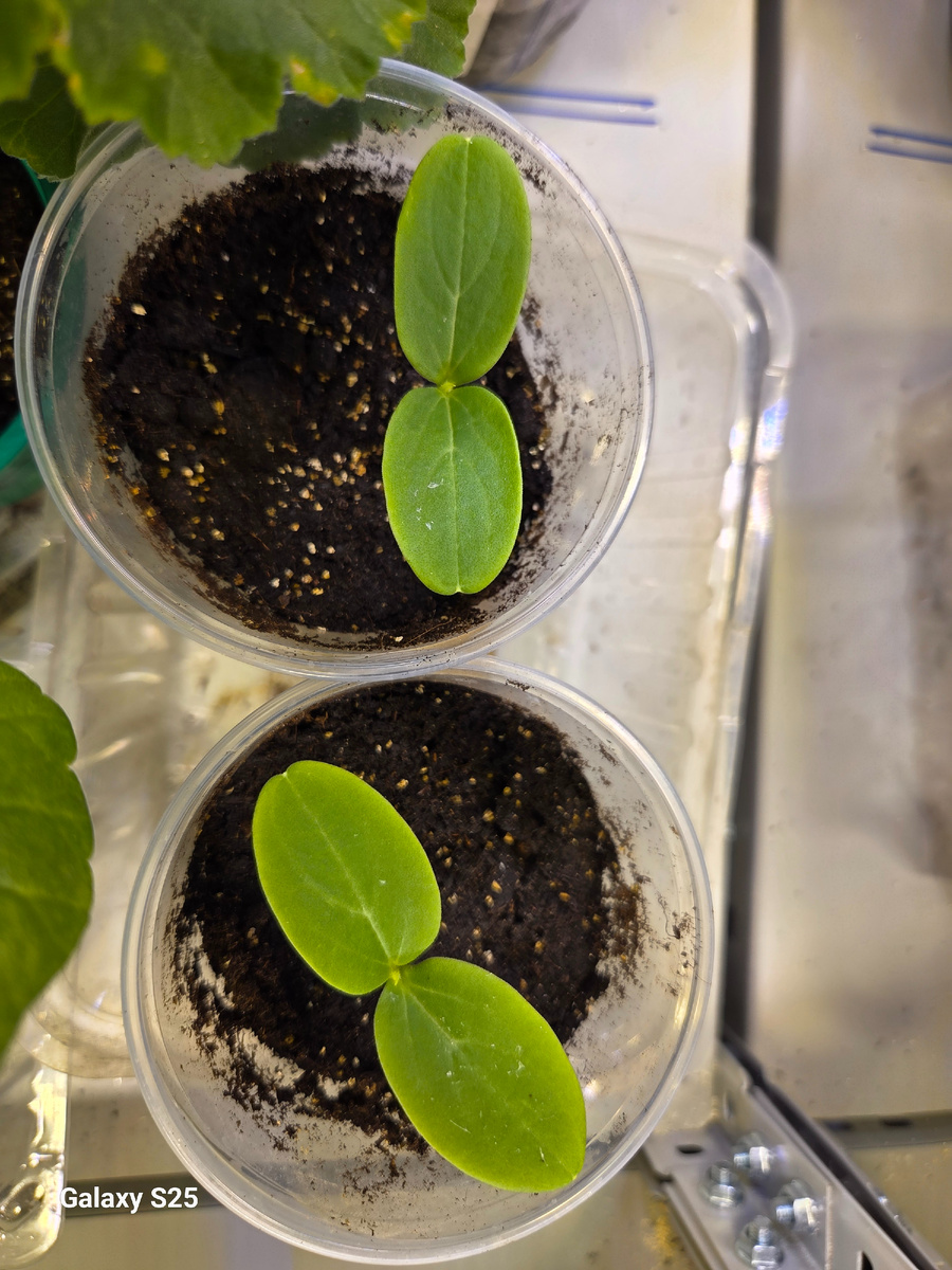 Первые посевы огурца Премьер