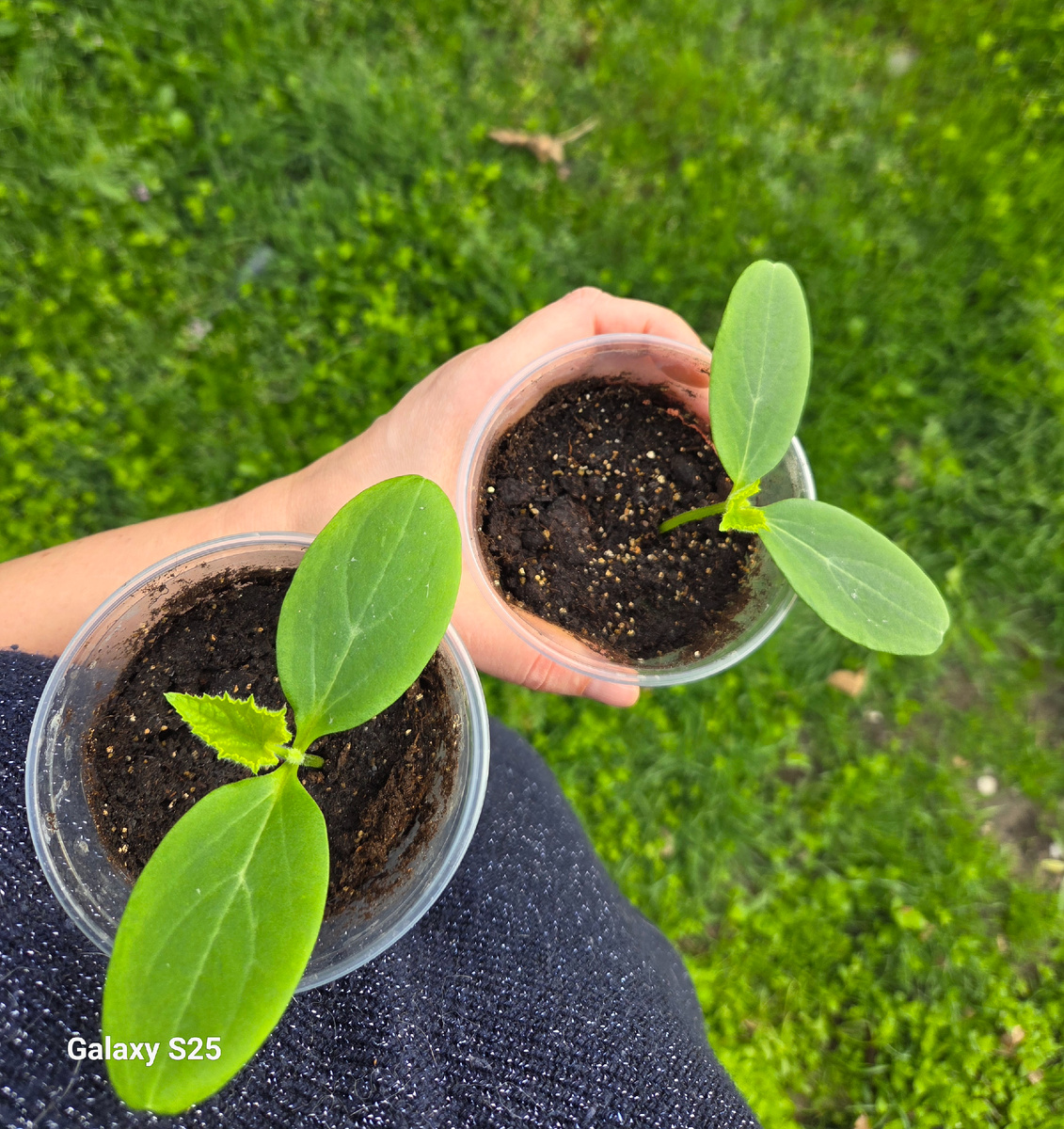 Несу в тепличку...