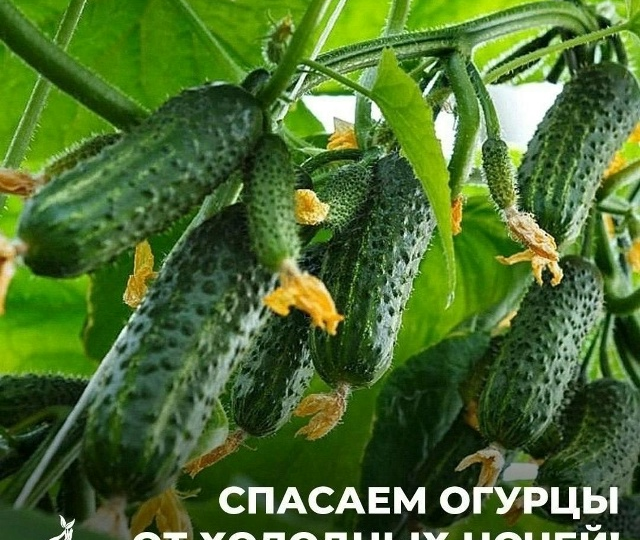 Как защитить огурцы от холода и получить богатый урожай: советы и рекомендации