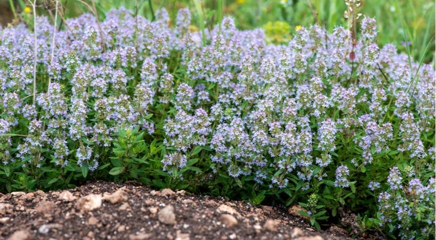 Зелёный барьер - растения - репелленты для защиты сада от комаров