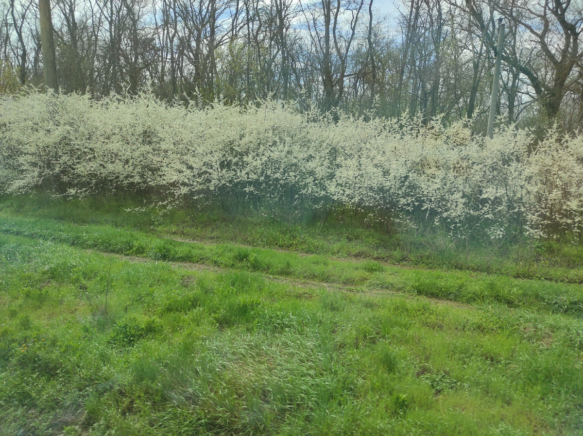 За окном поезда все цветет. Это Ростовская область