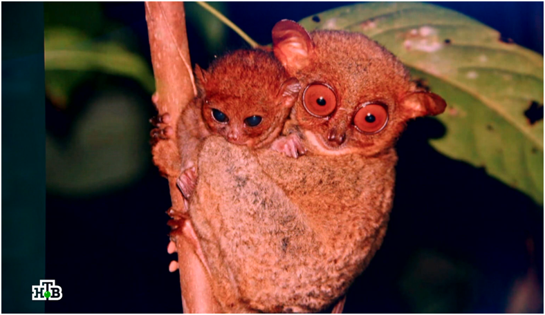 Познавательные вопросы «Своей игры» от 12.04.2026