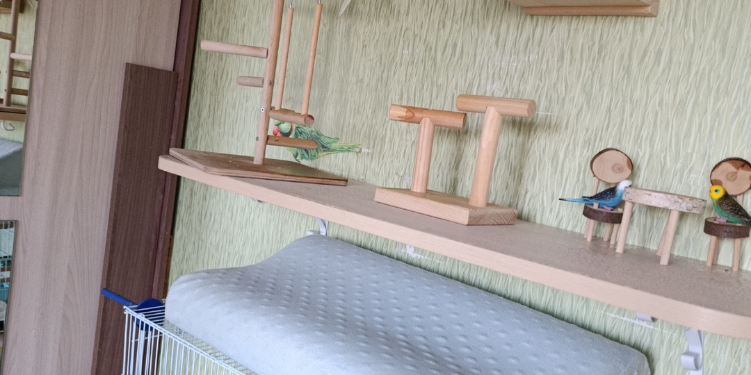 Секрет радуги: Почему попугаи такие яркие и как это спасает им жизнь