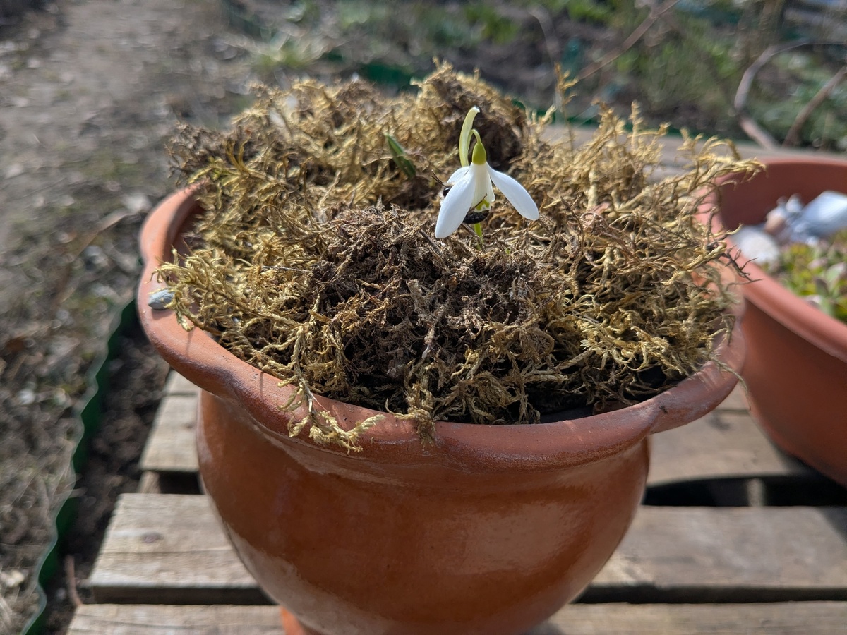 Одинокий галантус