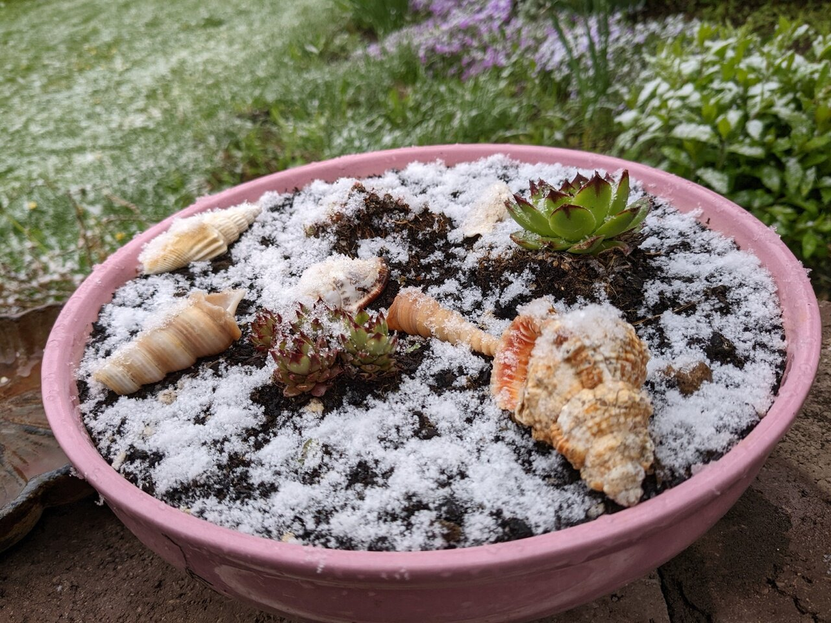 Сажать молодила в керамику - было ошибкой