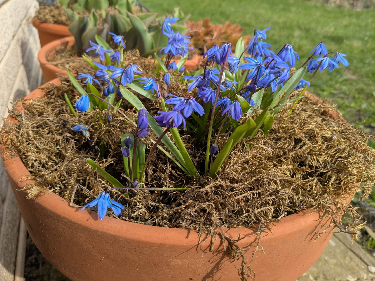 Более-менее цветущая пролеска сибирская
