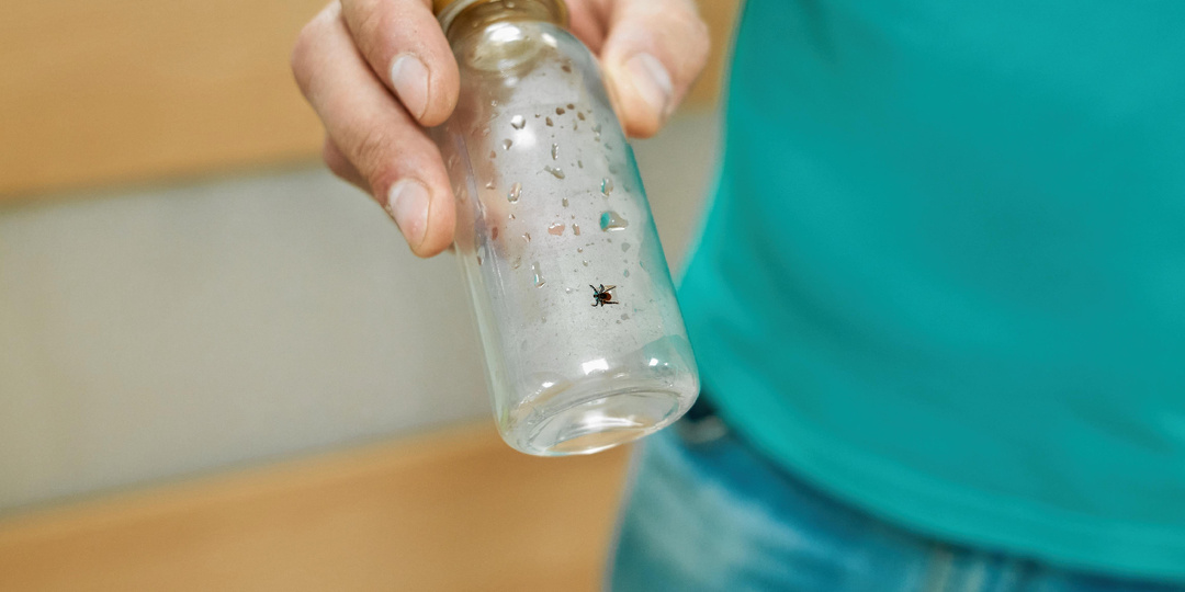 Почему важно сдавать клеща на исследование?