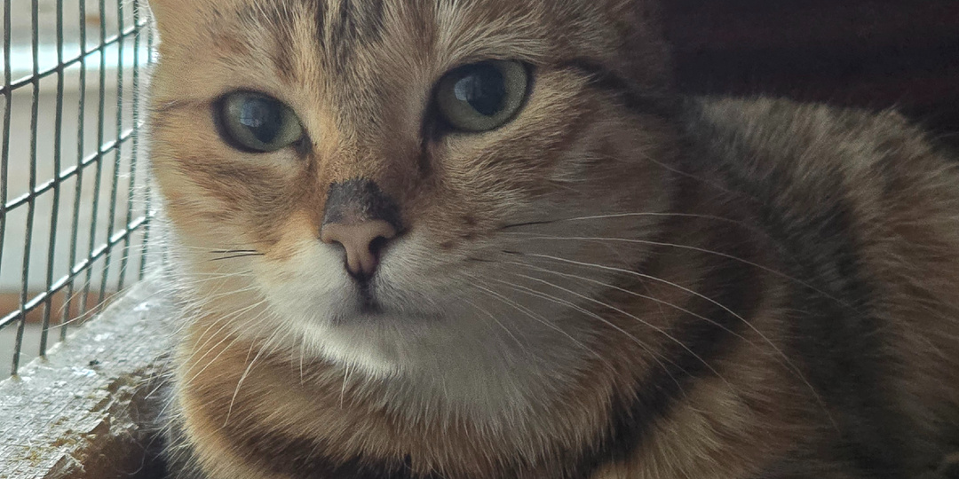 Они выбирают клетки сами