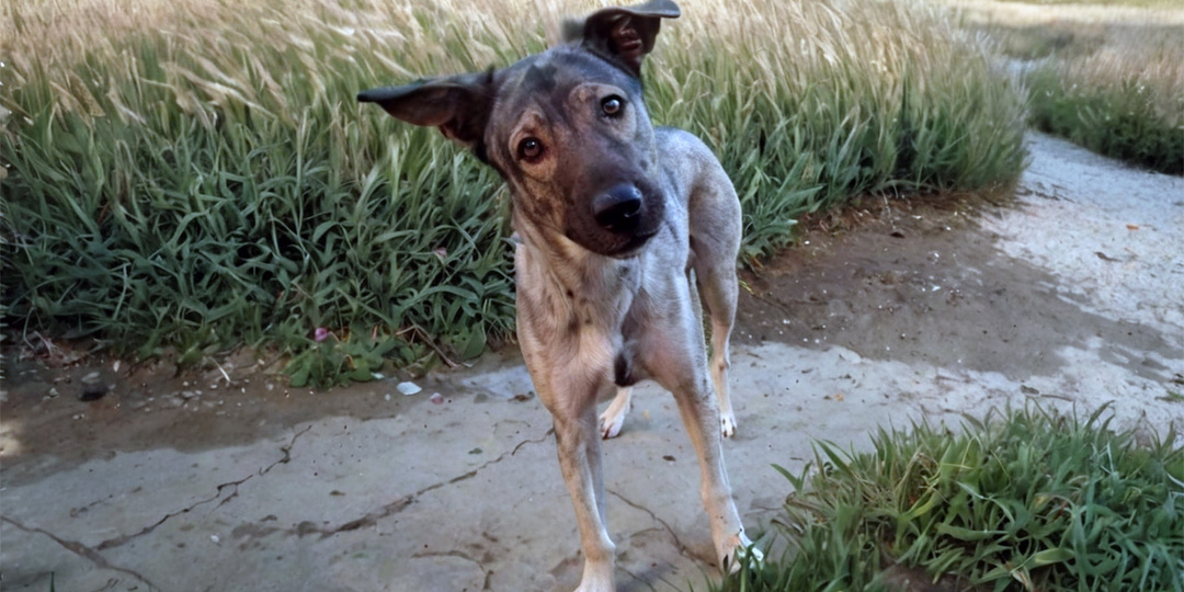 Дворняга и богатый жених