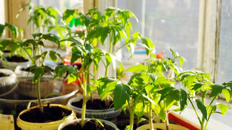 Рассада томатов, готовая к высадке